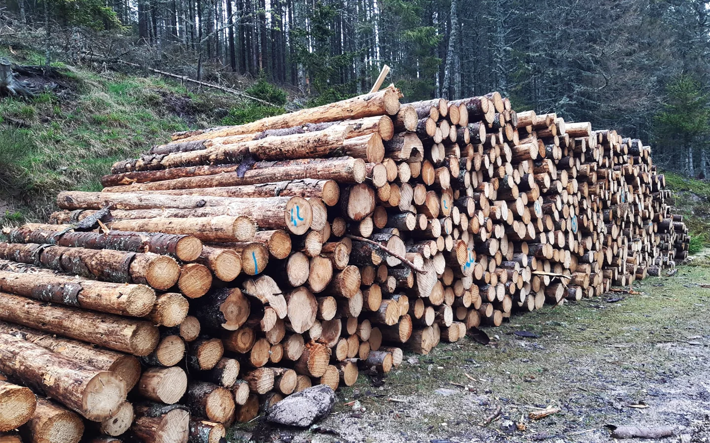 Forouest élagage bois de chauffage rennes